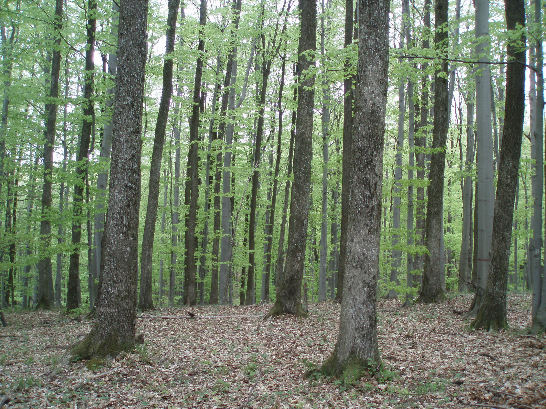Kalnik forest, 40-years old experimental plot in the Sessile oak-Beech stand, structured using the original thinning method (C) Anic